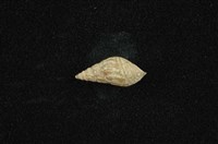 流紋蜷藏品圖，第1張